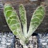 Opuntia_zebrina_reticulata